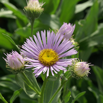 ERIGERON 'Sincerity'