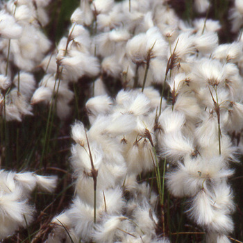 ERIOPHORUM angustifolium