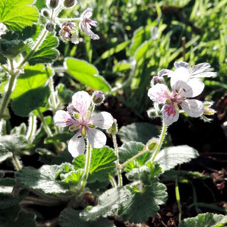 ERODIUM pelargoniflorum 'Sweetheart'