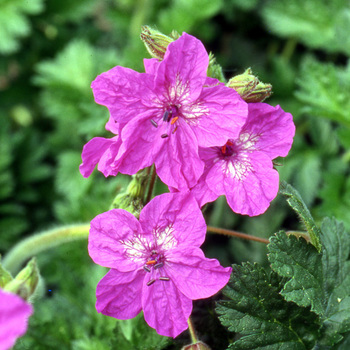 ERODIUM manescavii