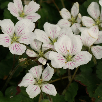 ERODIUM reichardii 'Album'