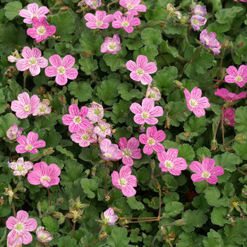 ERODIUM variabile 'Bishop's Form'