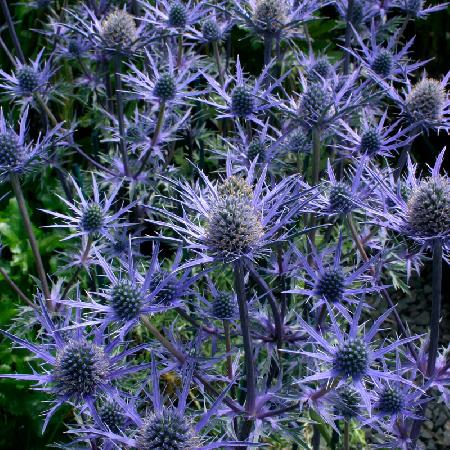 ERYNGIUM 'Lapis Blue'