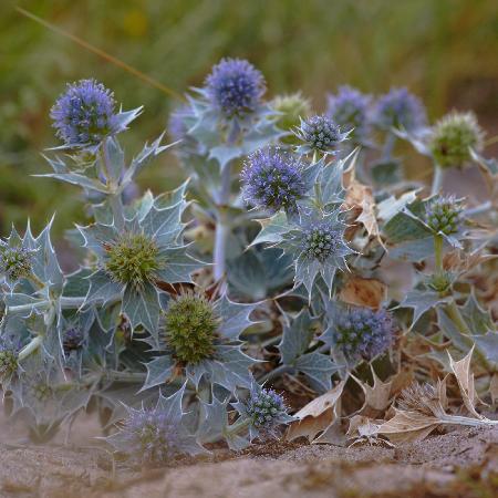 ERYNGIUM maritimum