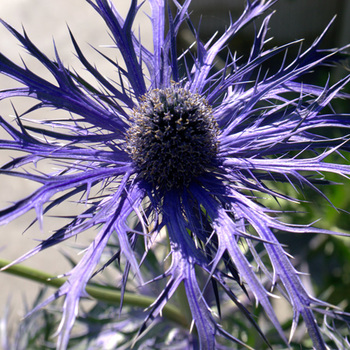ERYNGIUM 'Pen Blue'