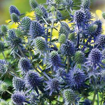 ERYNGIUM planum 'Blue Hobbit'