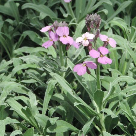 ERYSIMUM 'Bowles Mauve'