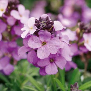 ERYSIMUM 'Poem Lavender' (Inerypolav)