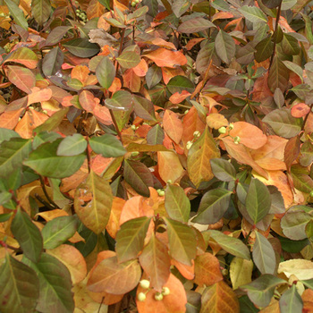 EUONYMUS fortunei 'Coloratus'