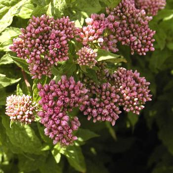 EUPATORIUM cannabinum 'Plenum'