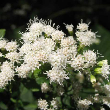 EUPATORIUM rugosum