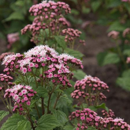 EUPATORIUM 'Lucky Symphony' ®