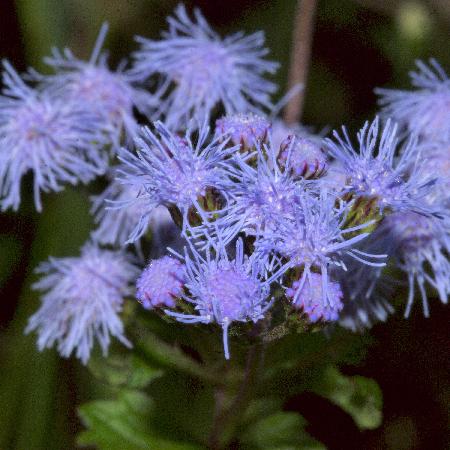 EUPATORIUM coelestinum