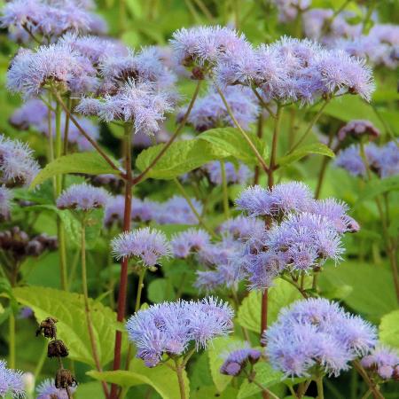 EUPATORIUM coelestinum
