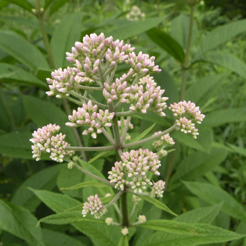 EUPATORIUM fistulosum f. albidum 'Ivory Towers'