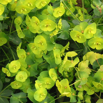 EUPHORBIA amygdaloides 'Purpurea'