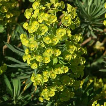 EUPHORBIA