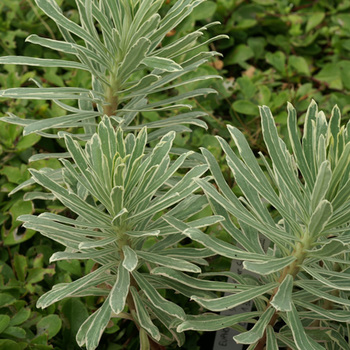 EUPHORBIA characias 'Silver Swam' ®