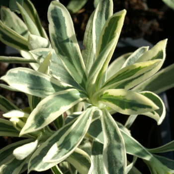 EUPHORBIA characias 'Tasmanian Tiger'
