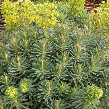 EUPHORBIA characias ssp. wulfenii
