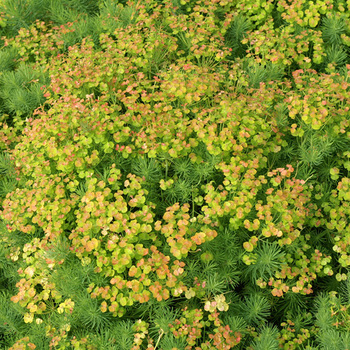 EUPHORBIA cyparissias