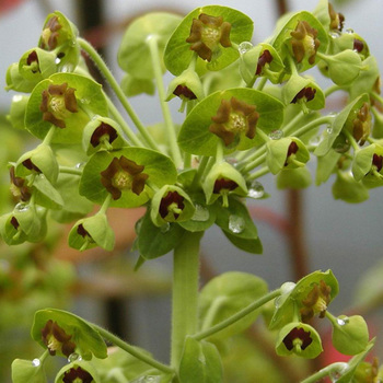 EUPHORBIA martini