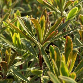 EUPHORBIA martini 'Ascot Rainbow' ®