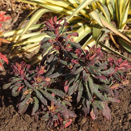 EUPHORBIA amygdaloides 'Ruby Glow'