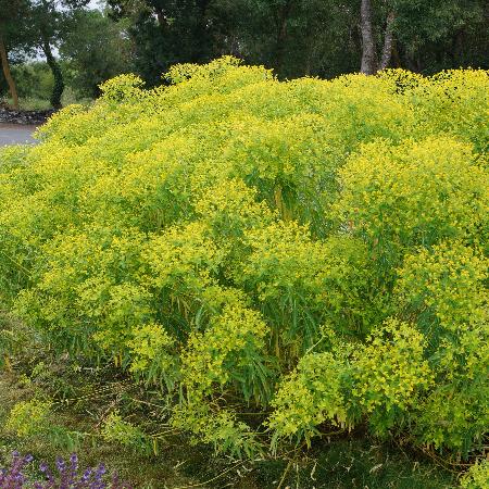 EUPHORBIA ceratocarpa