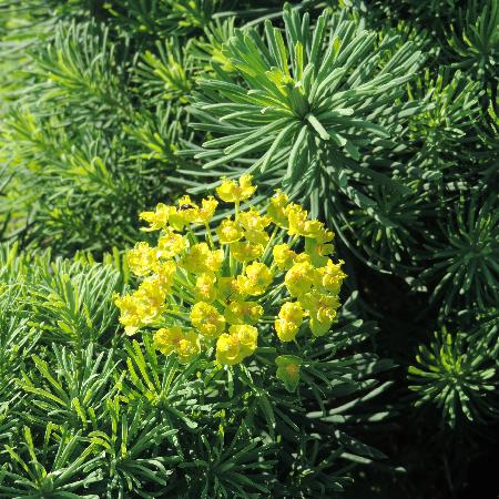 EUPHORBIA cyparissias 'Tall Boy'