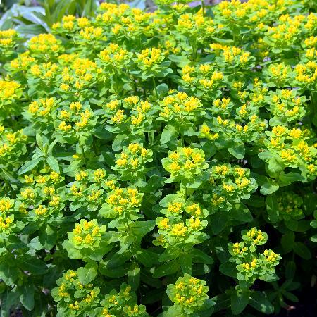 EUPHORBIA