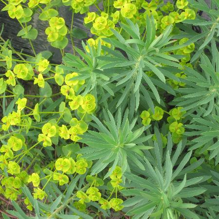 EUPHORBIA seguieriana 'Sternenwolke'