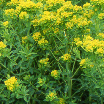 EUPHORBIA palustris