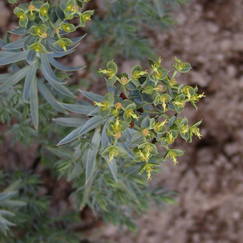 EUPHORBIA pithyusa