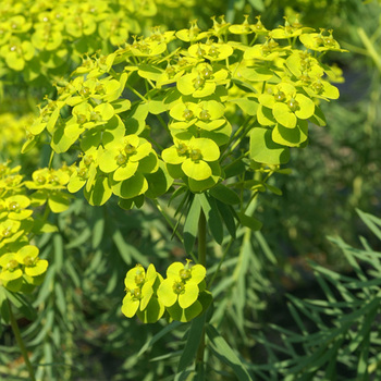 EUPHORBIA seguierana ssp. niciciana