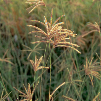 EUSTACHYS distichophylla (Chloris dis.)