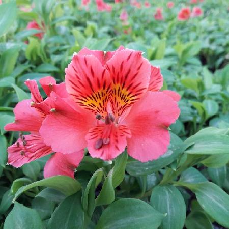 ALSTROEMERIA 'Elisabeth'