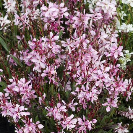 GAURA lindheimeri 'Emmeline Pink Bouquet'