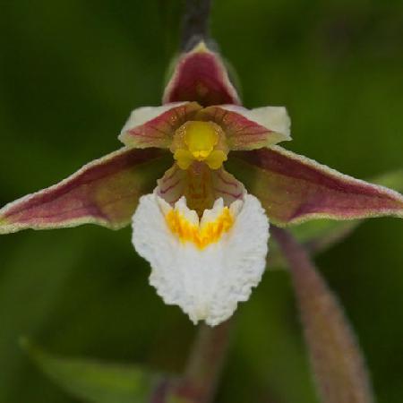 EPIPACTIS palustris