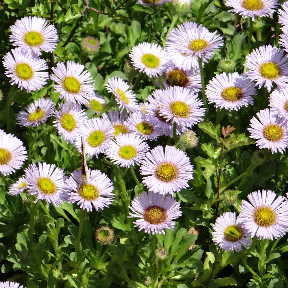 ERIGERON glaucus 'Sea Breeze'