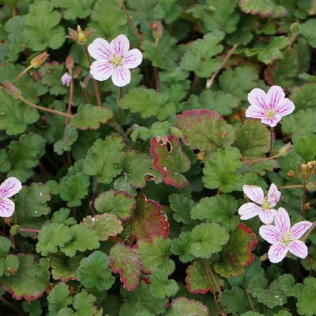 ERODIUM variabile 'Roseum'