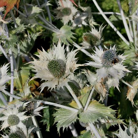 ERYNGIUM giganteum 'Silver Ghost'