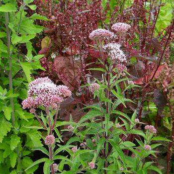 EUPATORIUM cannabinum