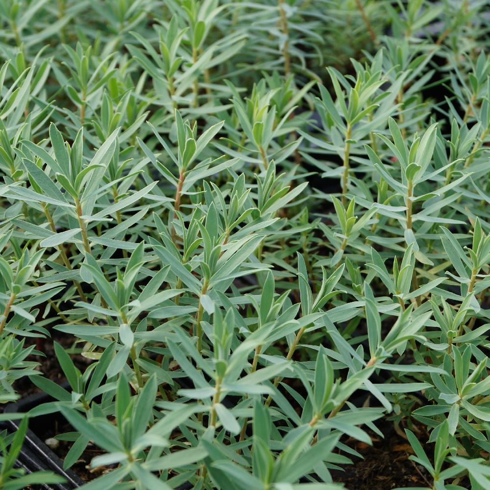 EUPHORBIA 'Blue Haze'