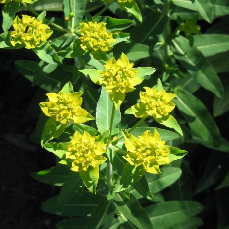 EUPHORBIA schillingii