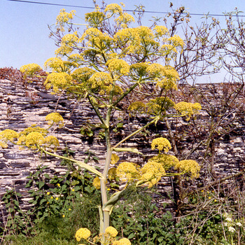 FERULA