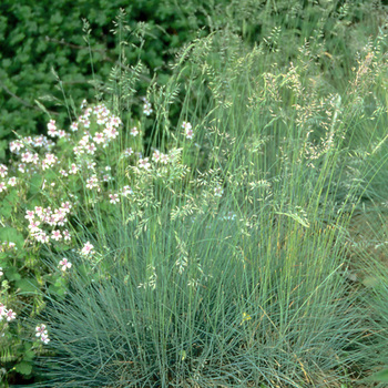 FESTUCA amethystina