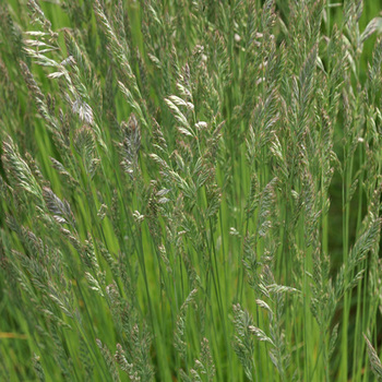 FESTUCA filiformis