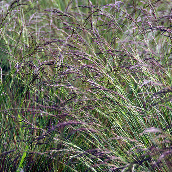 FESTUCA glauca 'Aprilgrün'