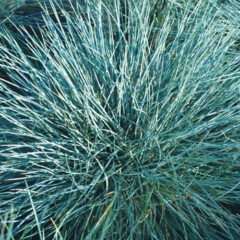 FESTUCA glauca 'Azurit'